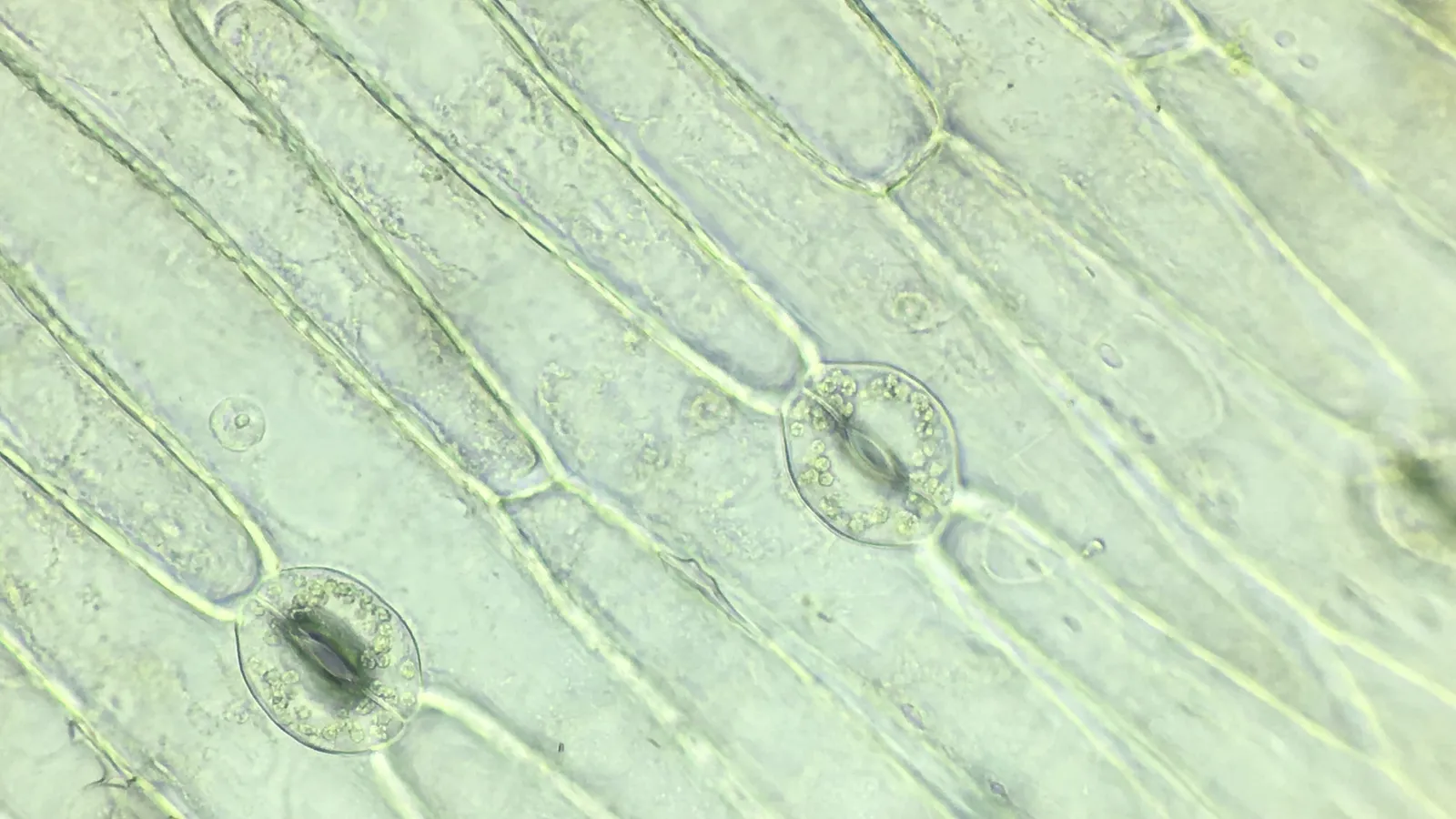 Unstained micrograph of leaf epidermis showing stomata with guard cells holding chloroplasts