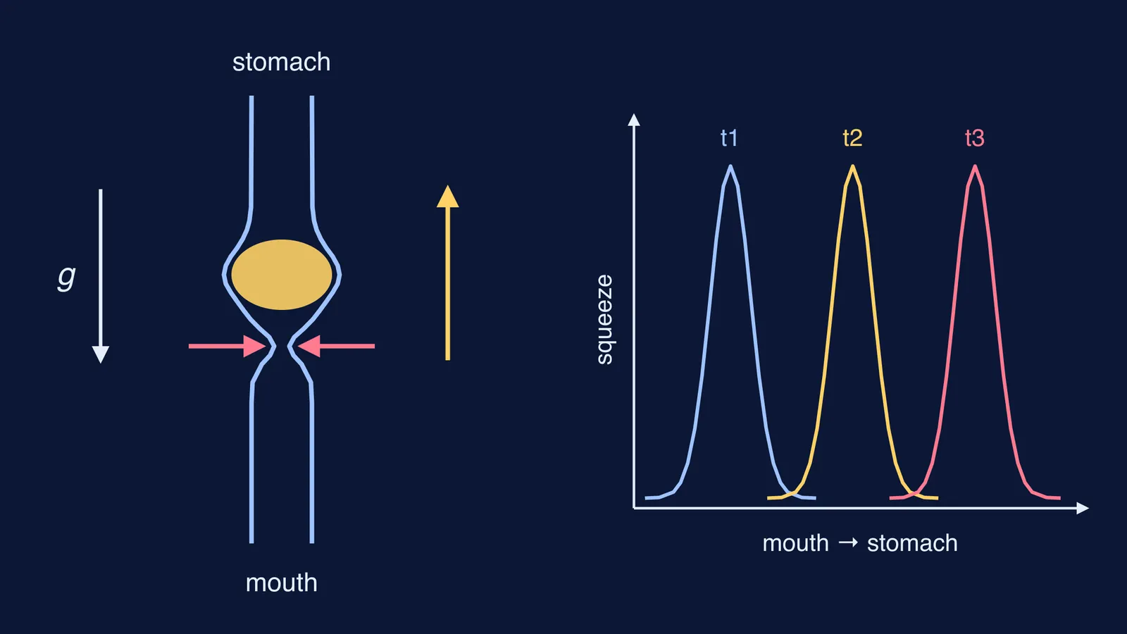 Upside-down oesophagus with a muscle squeeze pushing food up to the stomach, plus wave graph