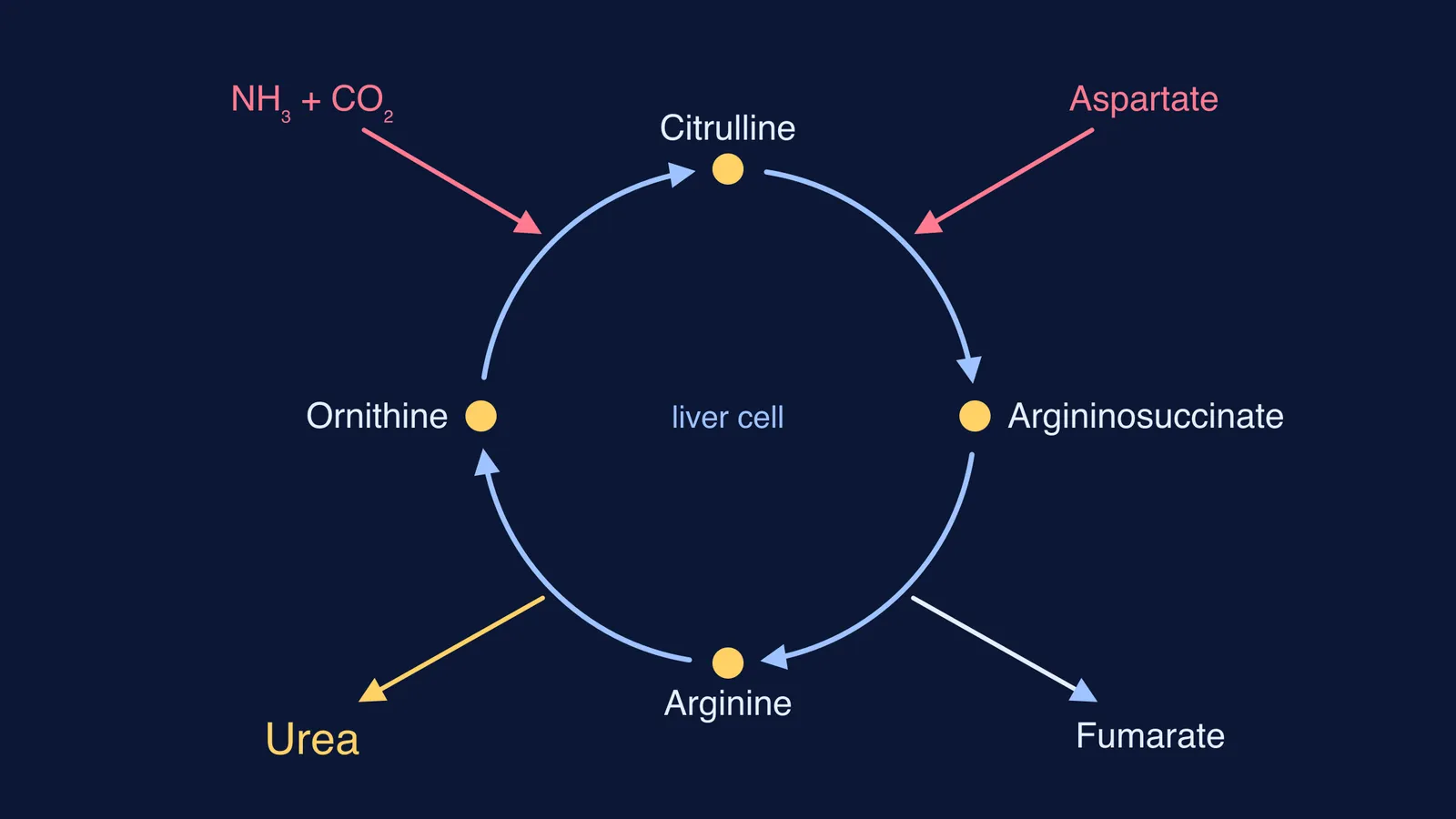 Urea cycle ring: ornithine, citrulline, argininosuccinate, arginine, with urea leaving