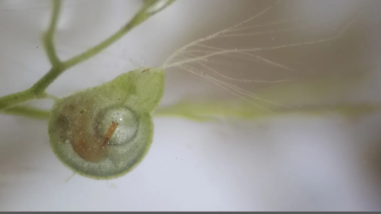 Utricularia australis bladder trap with long bristles at its mouth, beside a 3 mm scale bar