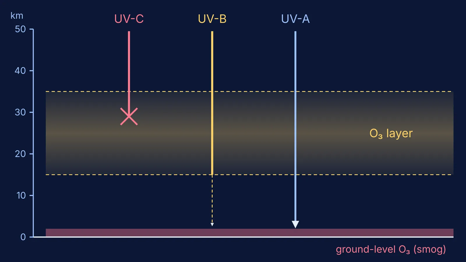 UV-C stopped and most UV-B absorbed in ozone layer, UV-A reaching ground