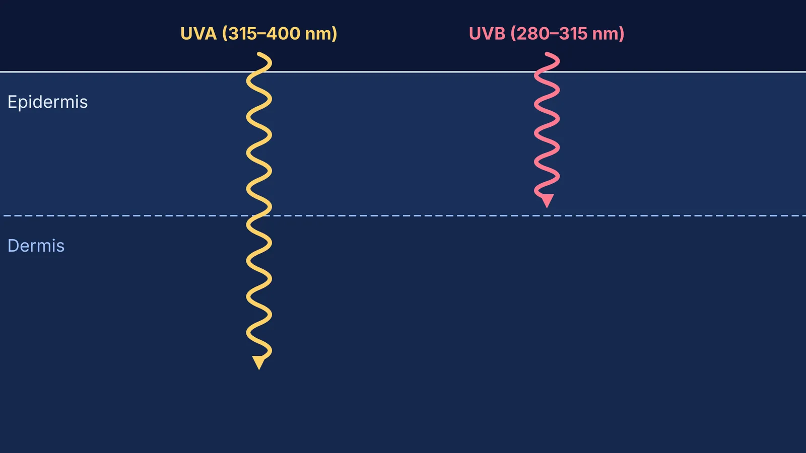 UVA and UVB rays penetrating the epidermis and dermis layers of human skin.