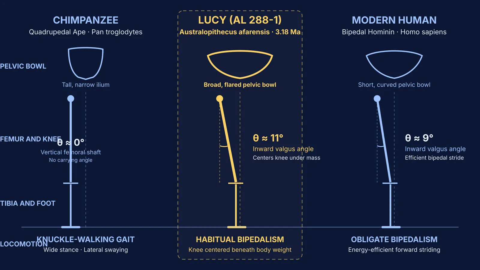 Valgus knee angle and pelvic alignment in chimpanzee, Lucy, and modern human