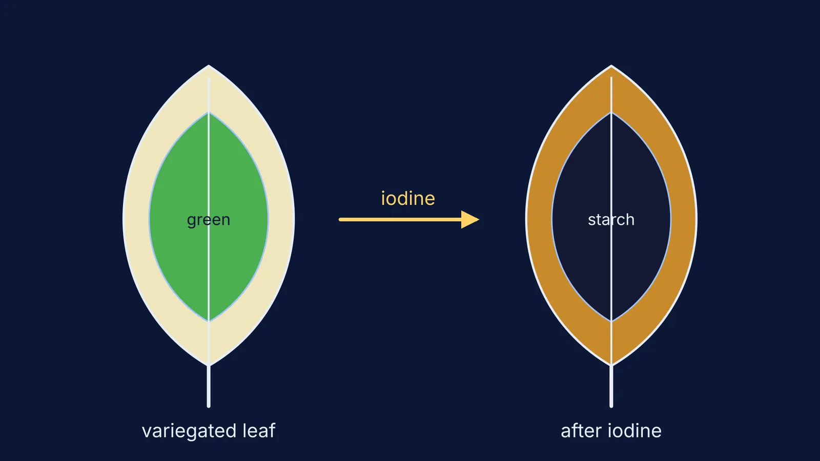Variegated leaf before and after iodine: green centre turns blue-black, pale margin stays brown