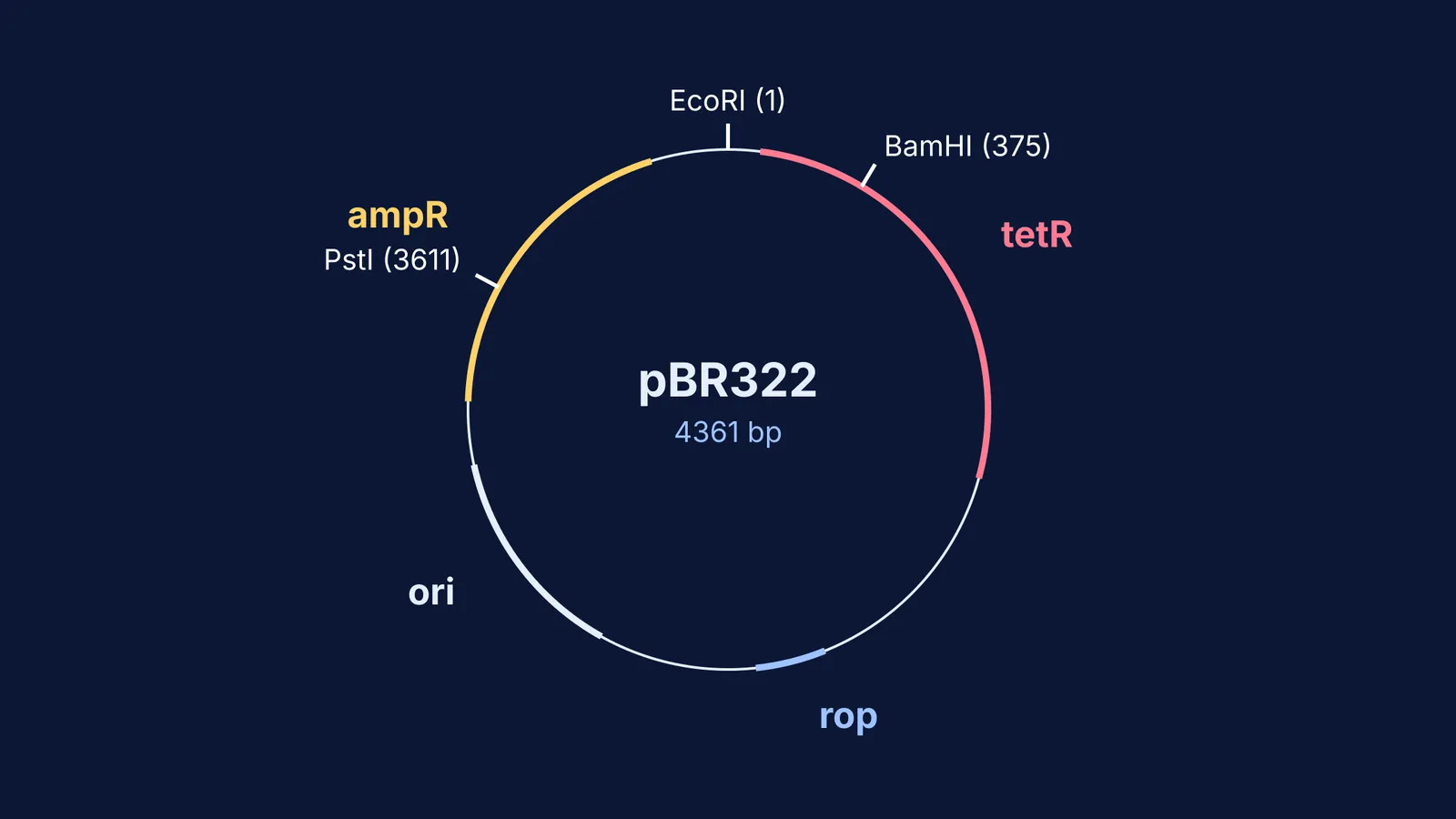 Vector map of pBR322 showing ori, rop, ampR, tetR, and restriction sites