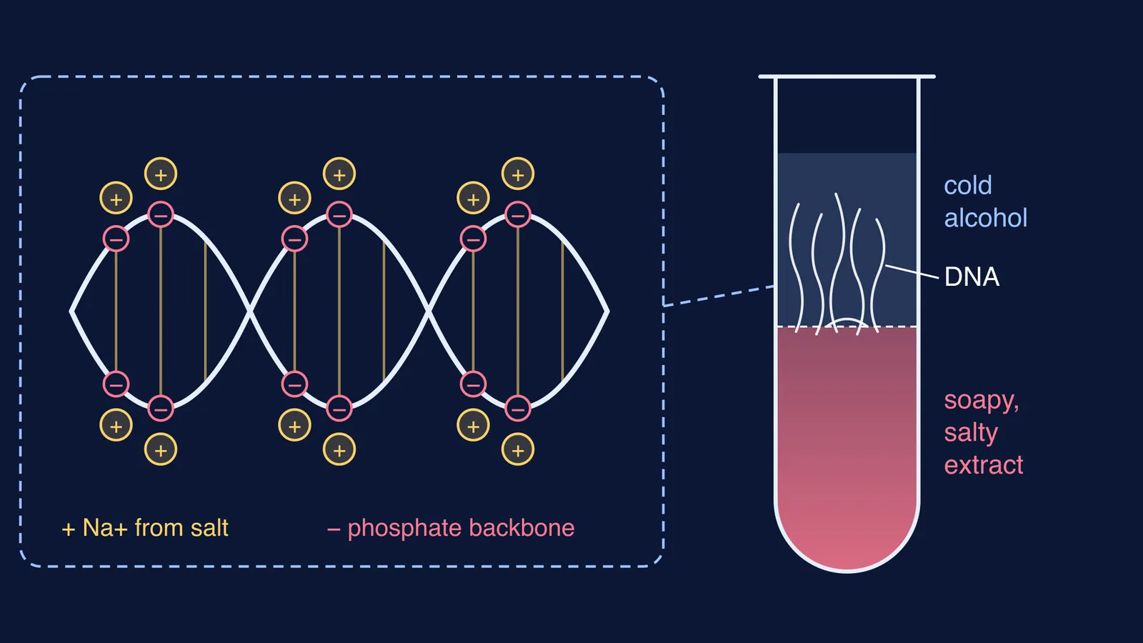 Vial with DNA threads in cold alcohol above strawberry extract, and salt ions shielding DNA