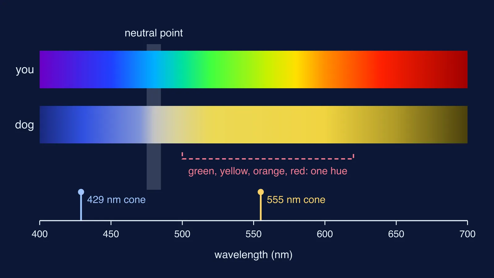 Visible spectrum as people see it and as a two-cone dog eye sees it