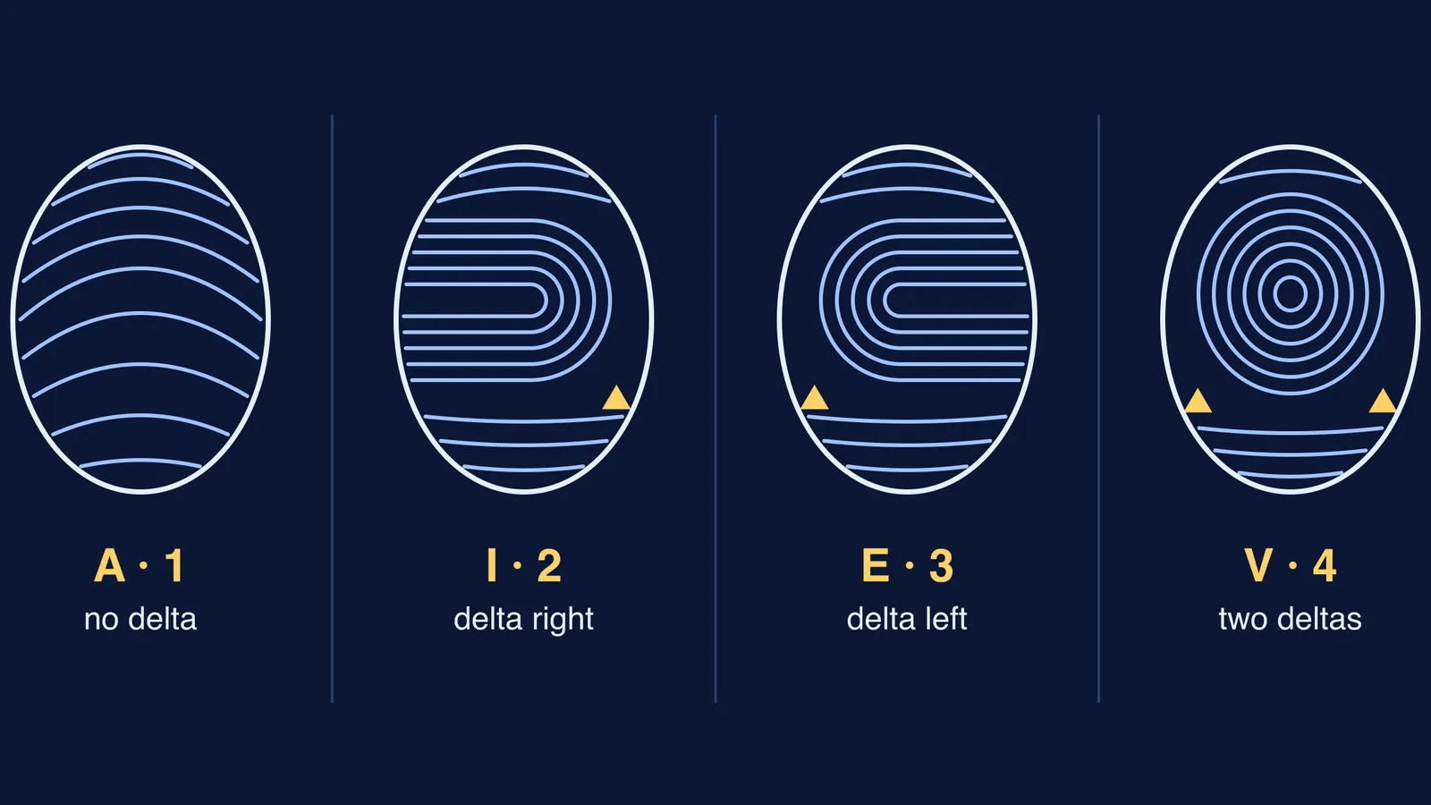 Vucetich's four fingerprint types: arch, internal loop, external loop, whorl, with deltas