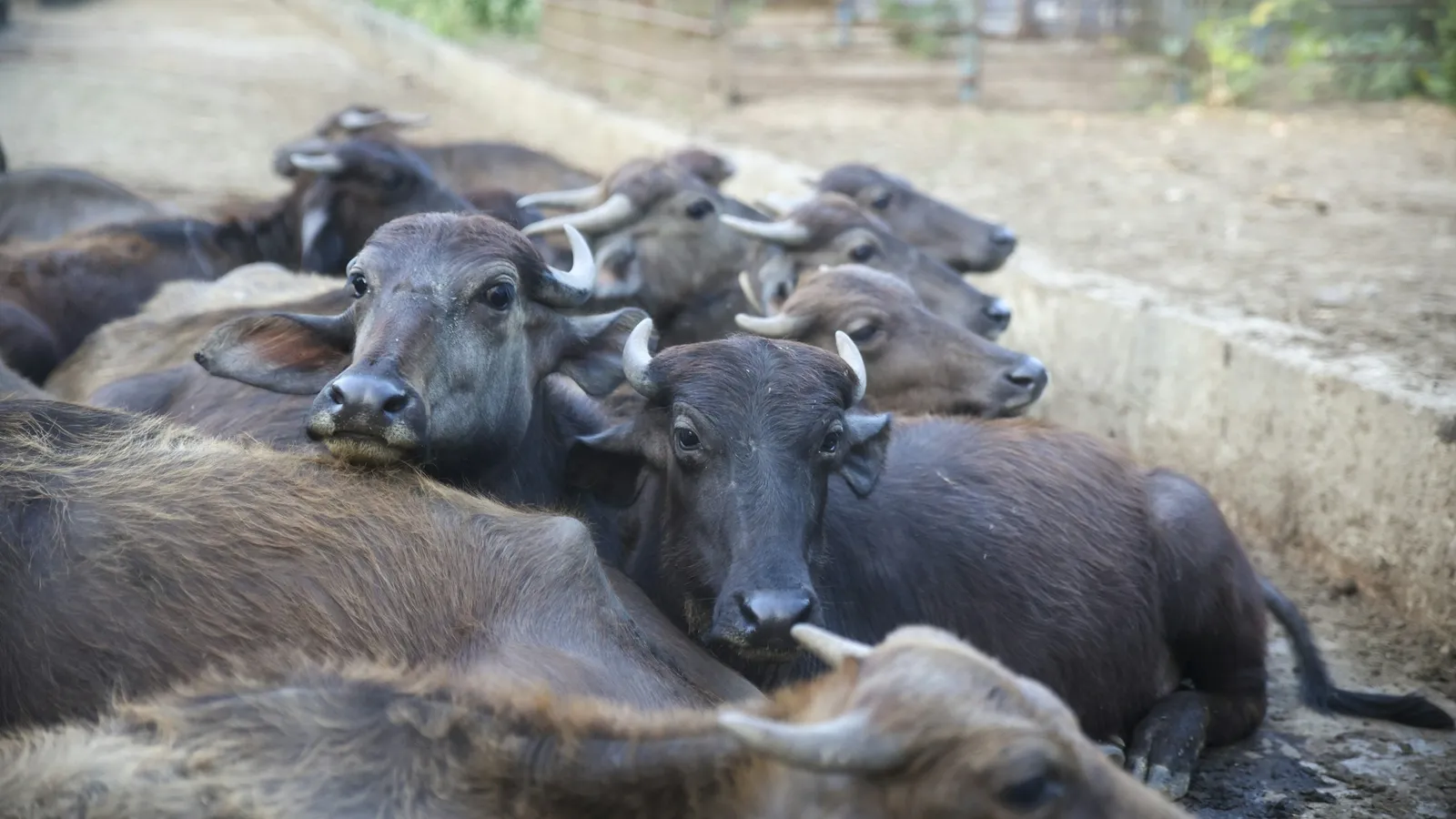 Water buffaloes resting close together