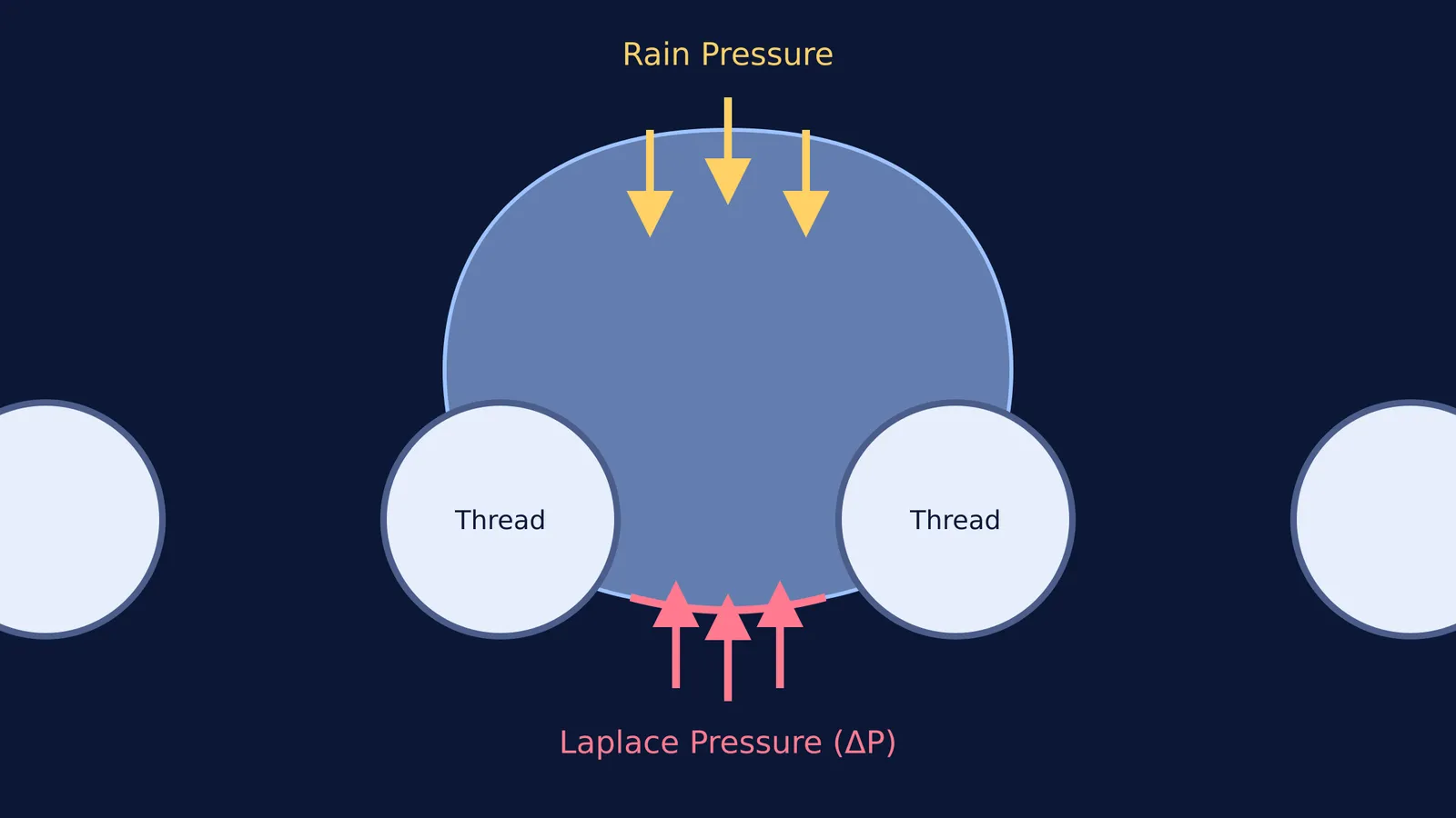 Water droplet bridging two hydrophobic threads, with Laplace pressure resisting the rain.