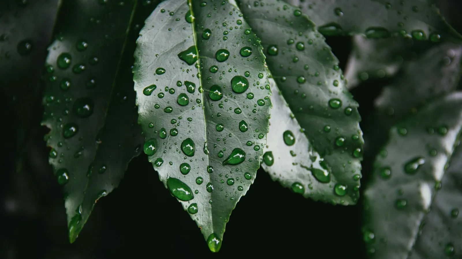 Water droplets on dark green leaves