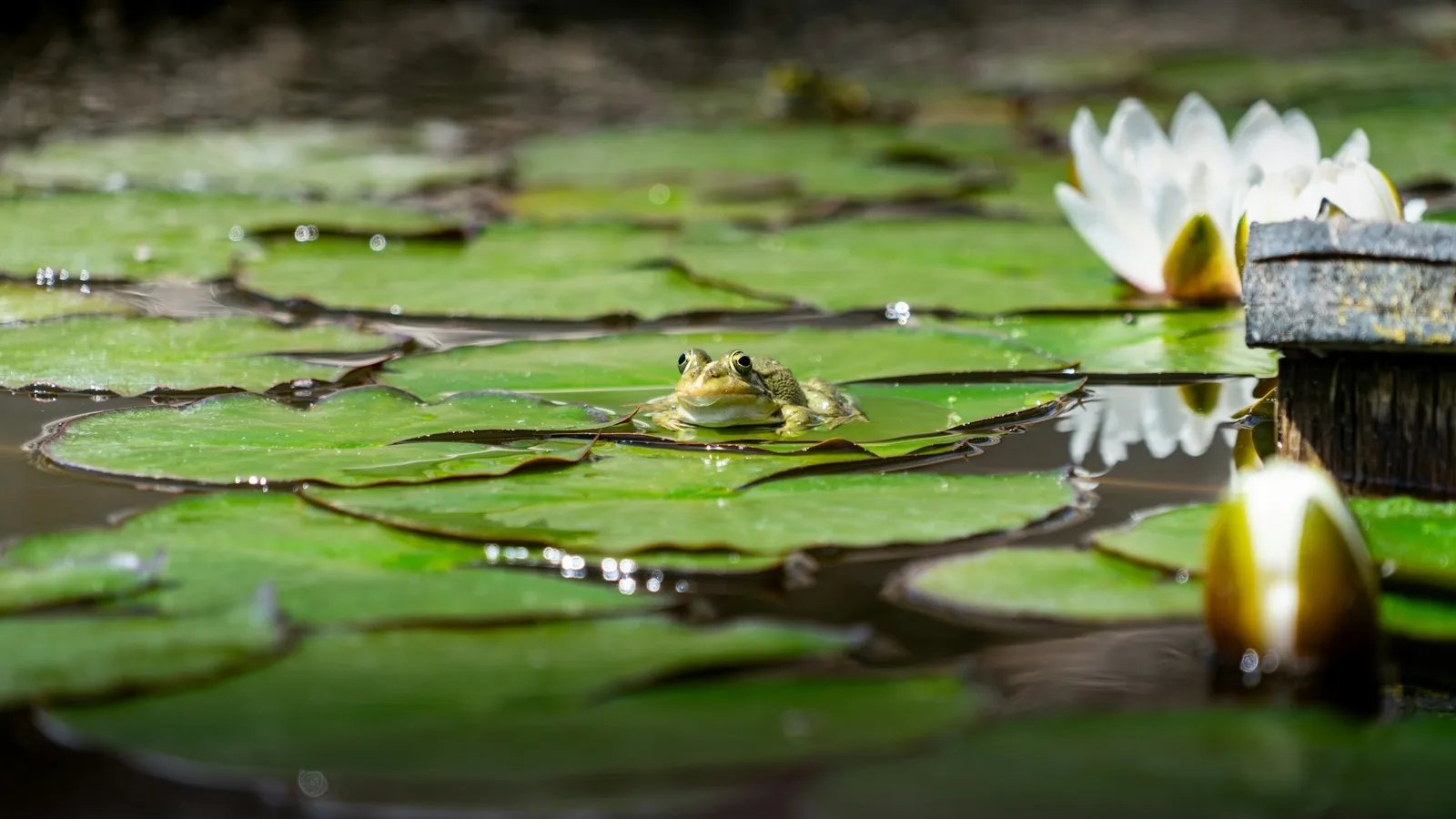 Water lilies and round lily pads covering the surface of a pond