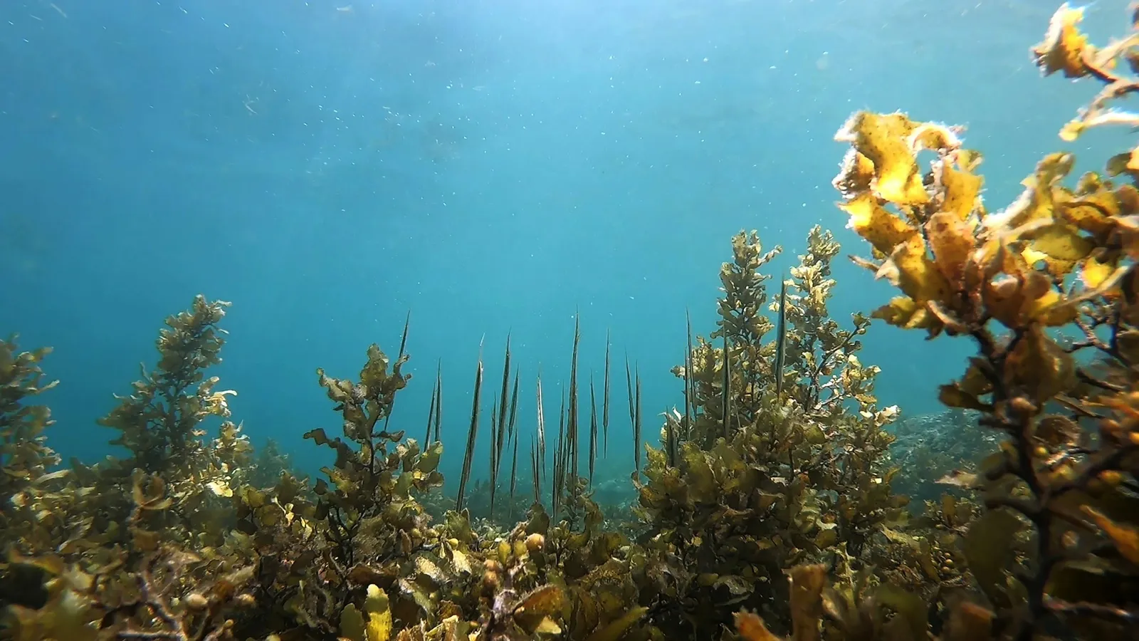 Water plants growing towards the light under clear water