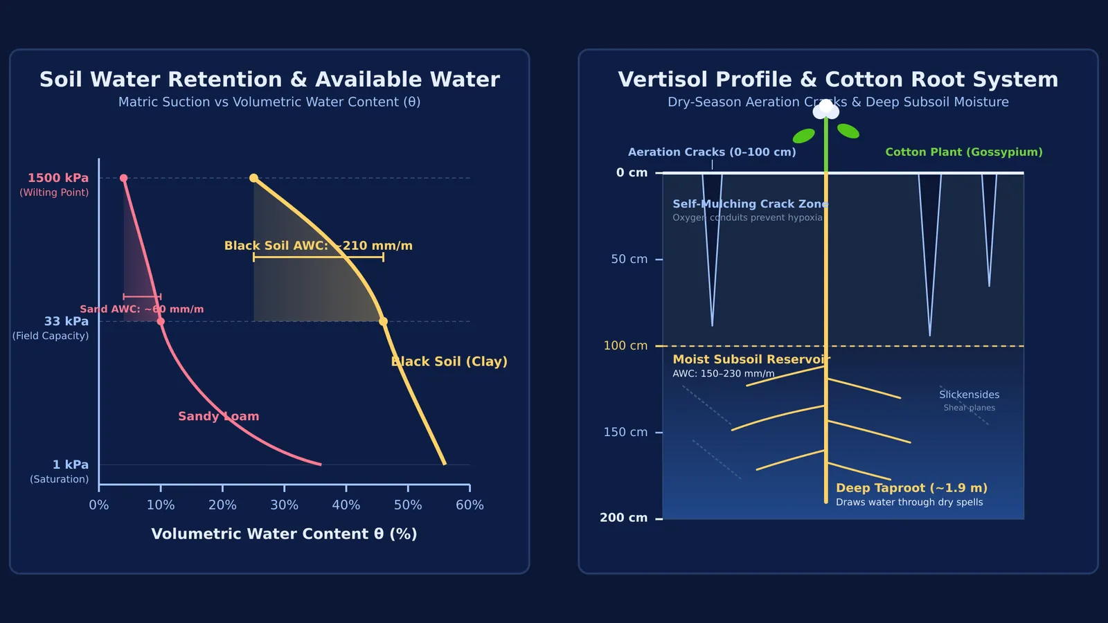 Water retention curves and Vertisol profile with deep cotton taproot