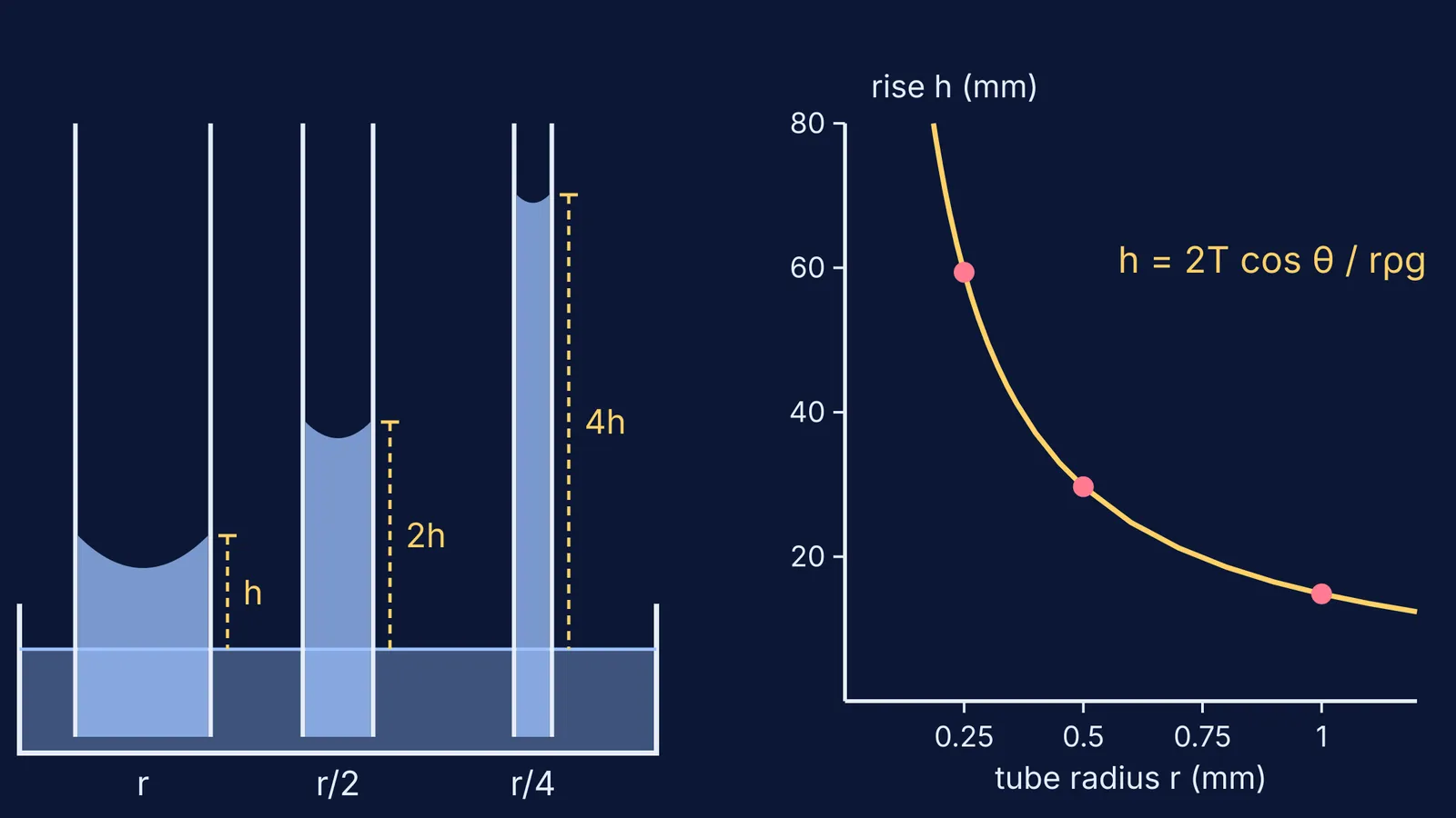 Water rising higher in narrower glass tubes, with a graph of rise against radius