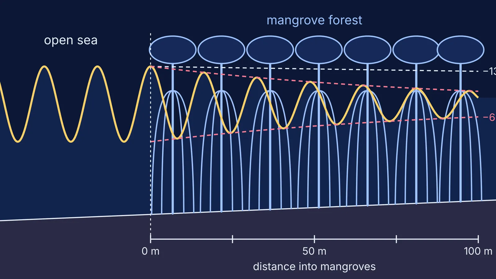 Wave shrinking as it passes through mangrove trunks and prop roots