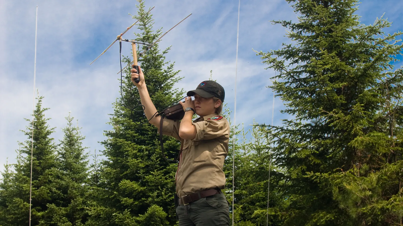 Wildlife biologist holds up a radio-tracking antenna among spruce trees