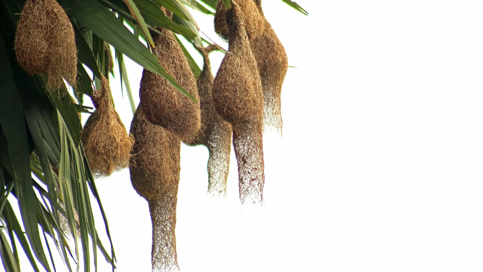 Woven bird nests hanging from palm fronds
