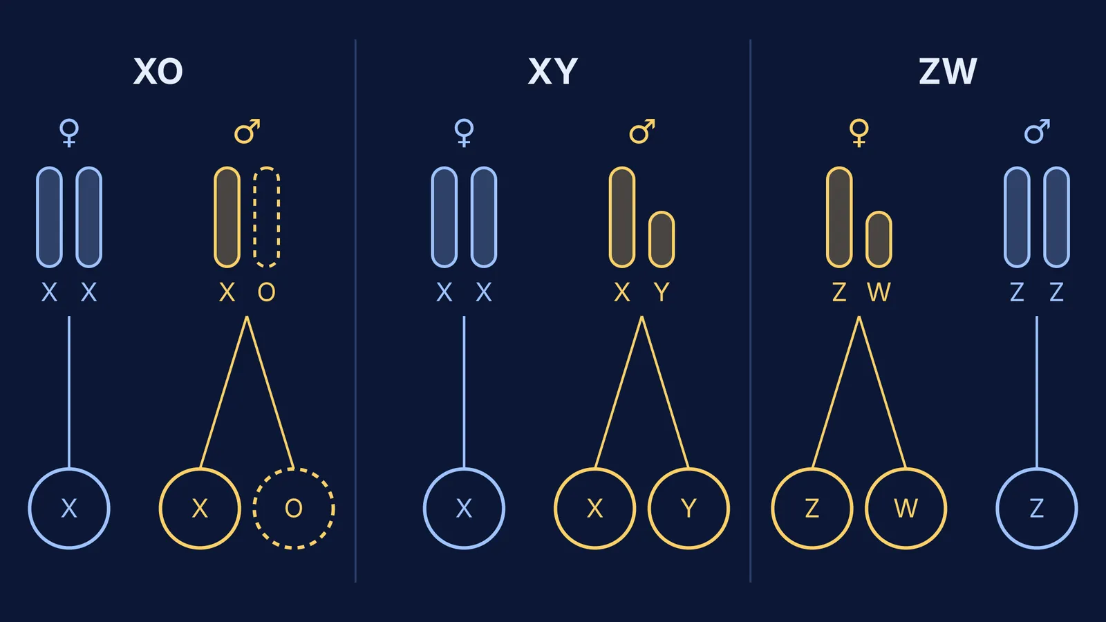 XO, XY and ZW sex chromosomes in females and males, with their gametes