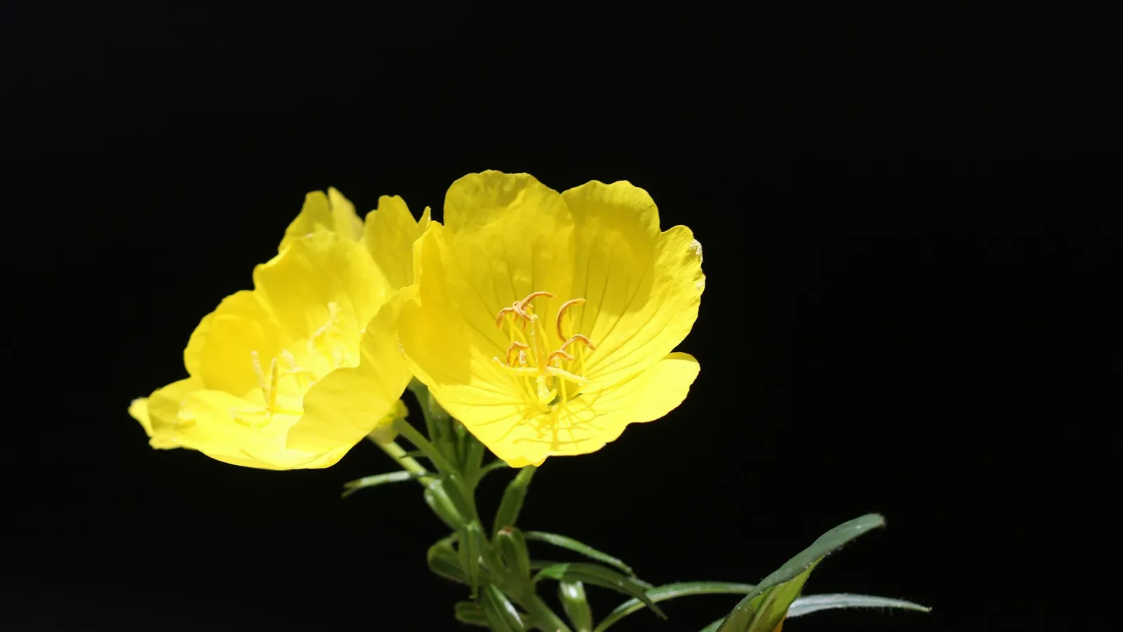 Yellow evening primrose flowers against a dark background
