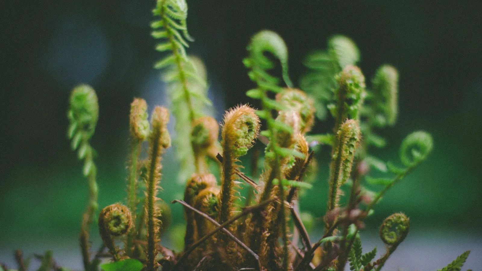 Young fern fronds uncurling from the ground