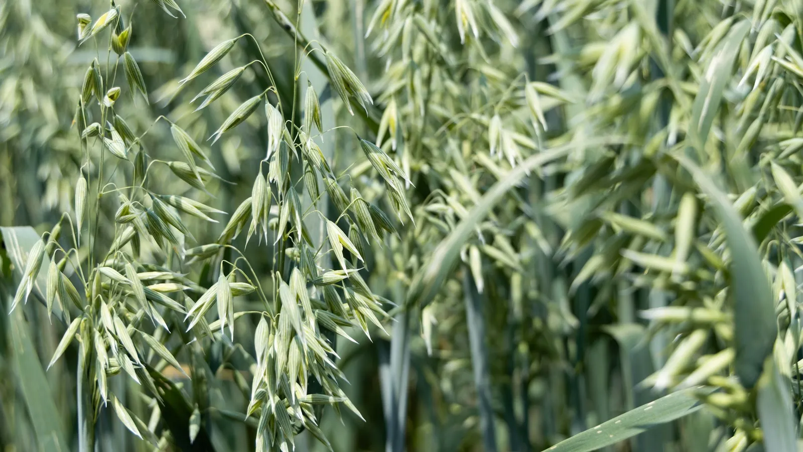 Young oat plants growing close together