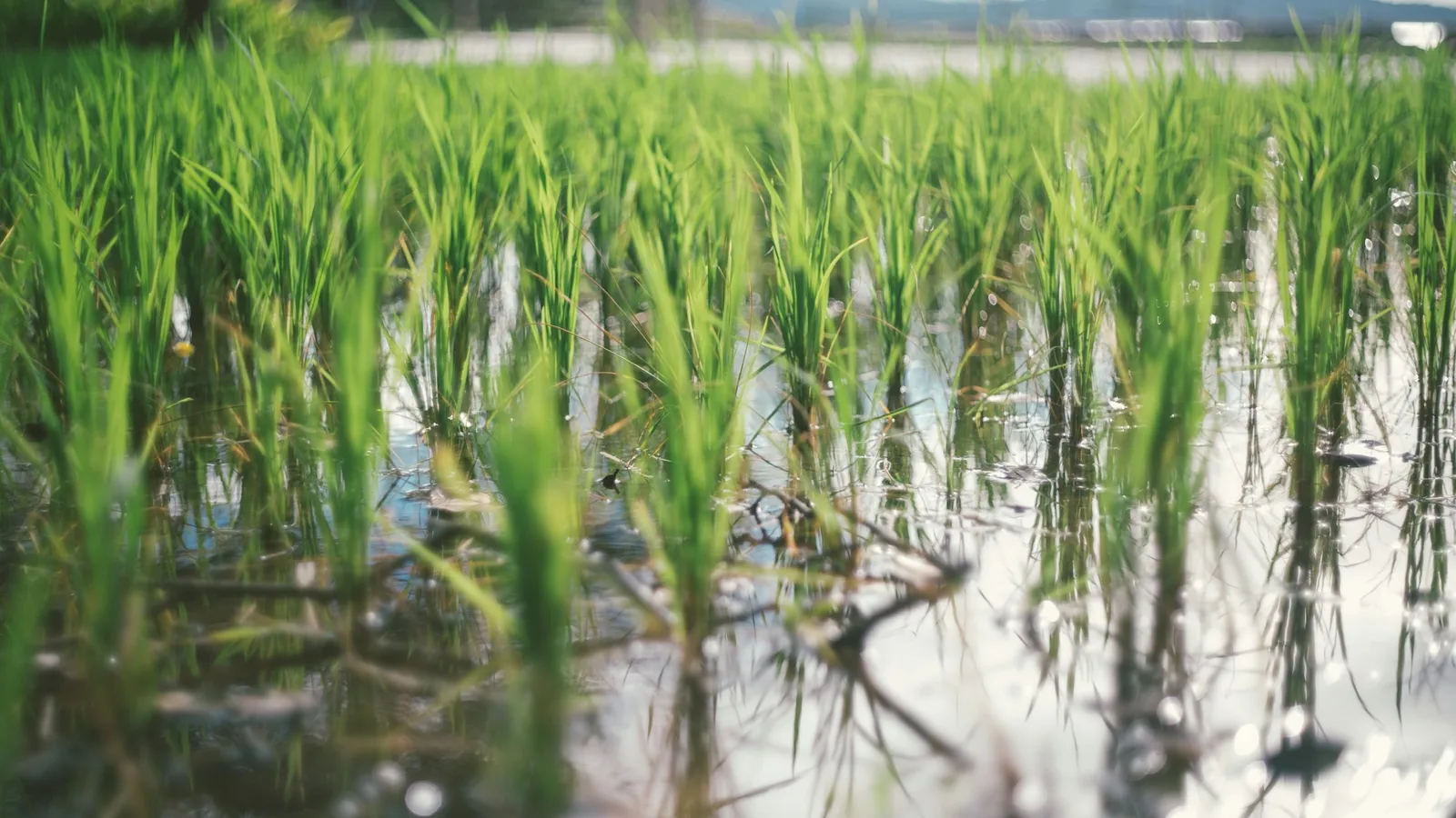 Young rice plants standing in a flooded paddy