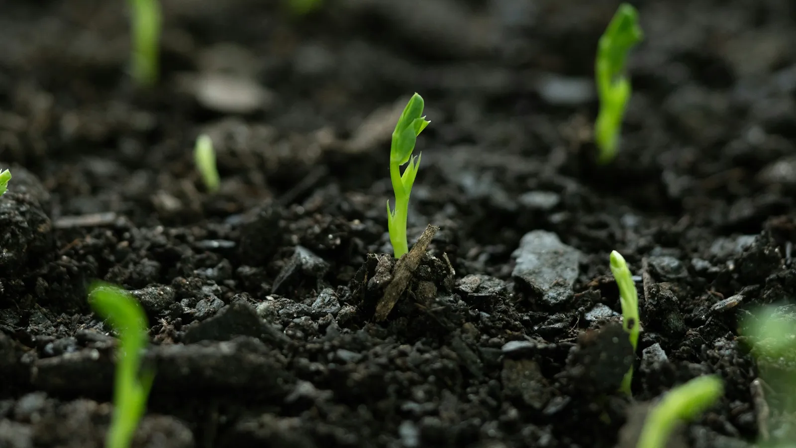 Young seedlings sprouting from dark soil