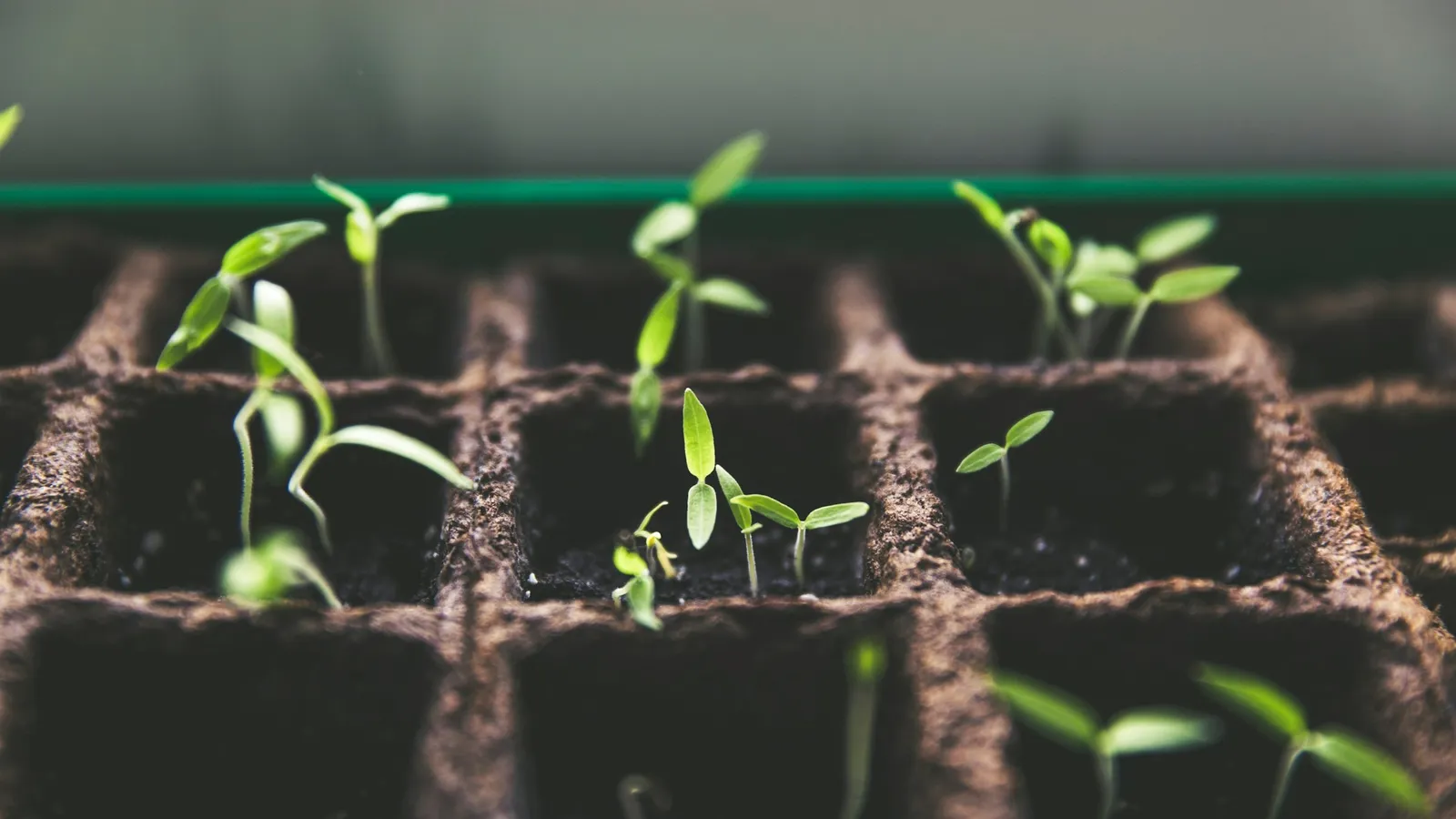 Young seedlings sprouting in a tray