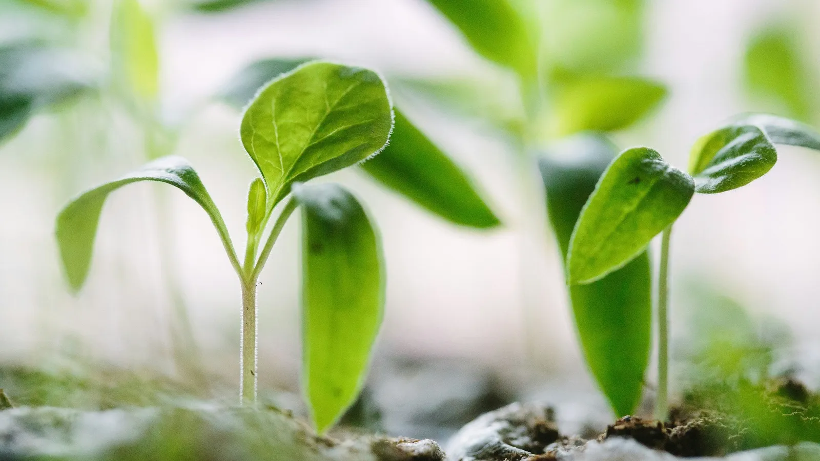 Young seedlings with broad green leaves growing in soil