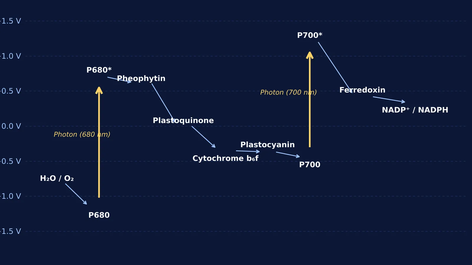 Z-scheme diagram showing electron flow against redox potential