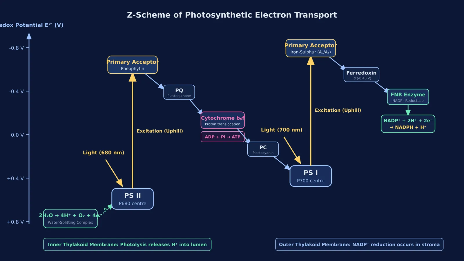 Z-scheme photosynthetic electron transport diagram showing redox potentials and carrier complexes